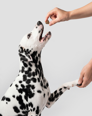 Probiotika für Hunde Ergänzungsfuttermittel für Verdauung und Immunsystem Oggo 180 g - 6