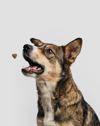 Fur & skin ergänzungskarma für hunde für schönes fell und gesunde haut Oggo 180 g - 4