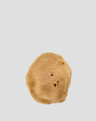 Natürlicher brauner Meeres-Schwamm 9,5 cm 02F hypoallergen und antibakteriell Hhuumm_3 - 3