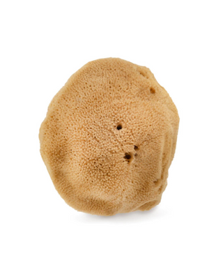 Natürlicher Meeresschwamm braun 9,5 cm 02F hypoallergen und antibakteriell Hhuumm